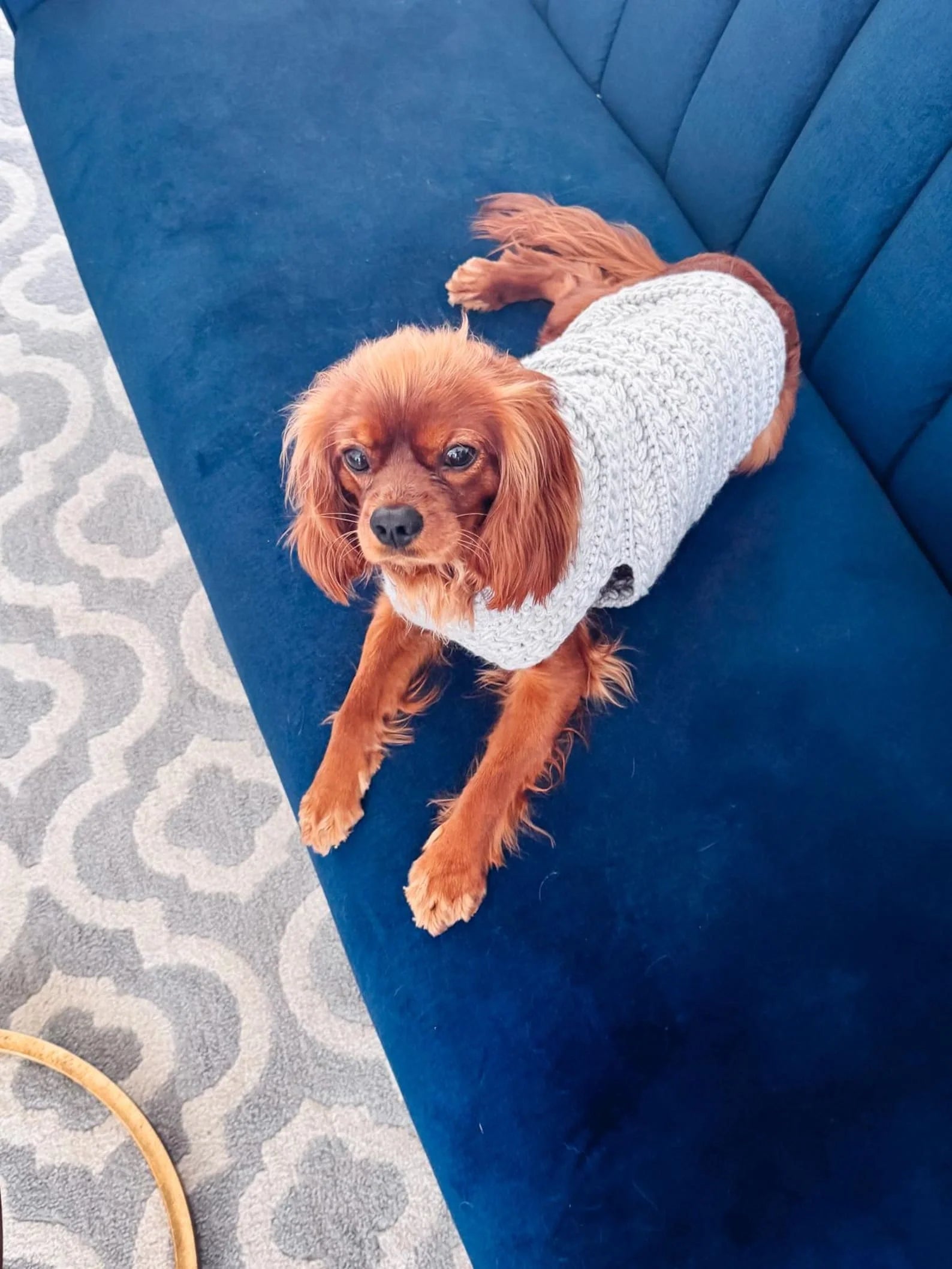 Hundepullover Häkelanleitung PDF + Video – Top-Down Pullover für Hunde in 8 Größen